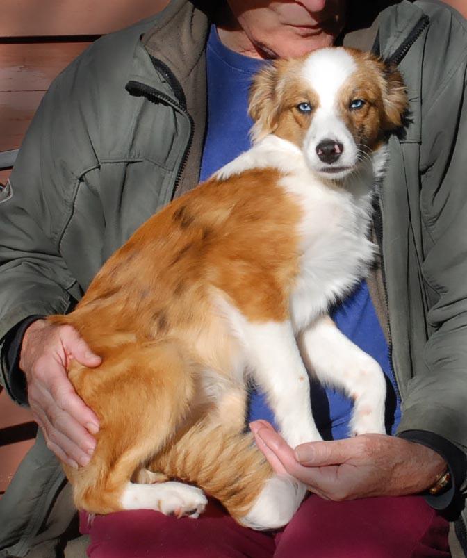 LUKA, an adopted mixed breed in Felton, CA image 1/6