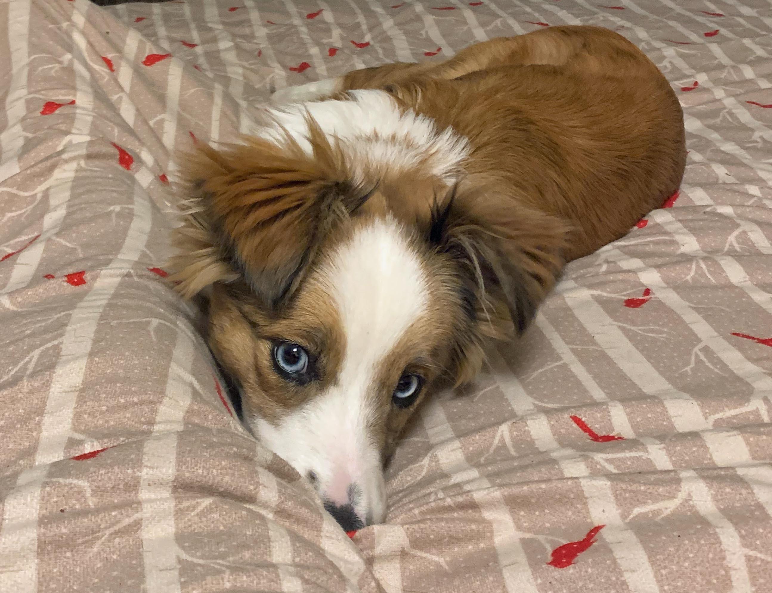 LUKA, an adopted mixed breed in Felton, CA image 5/6