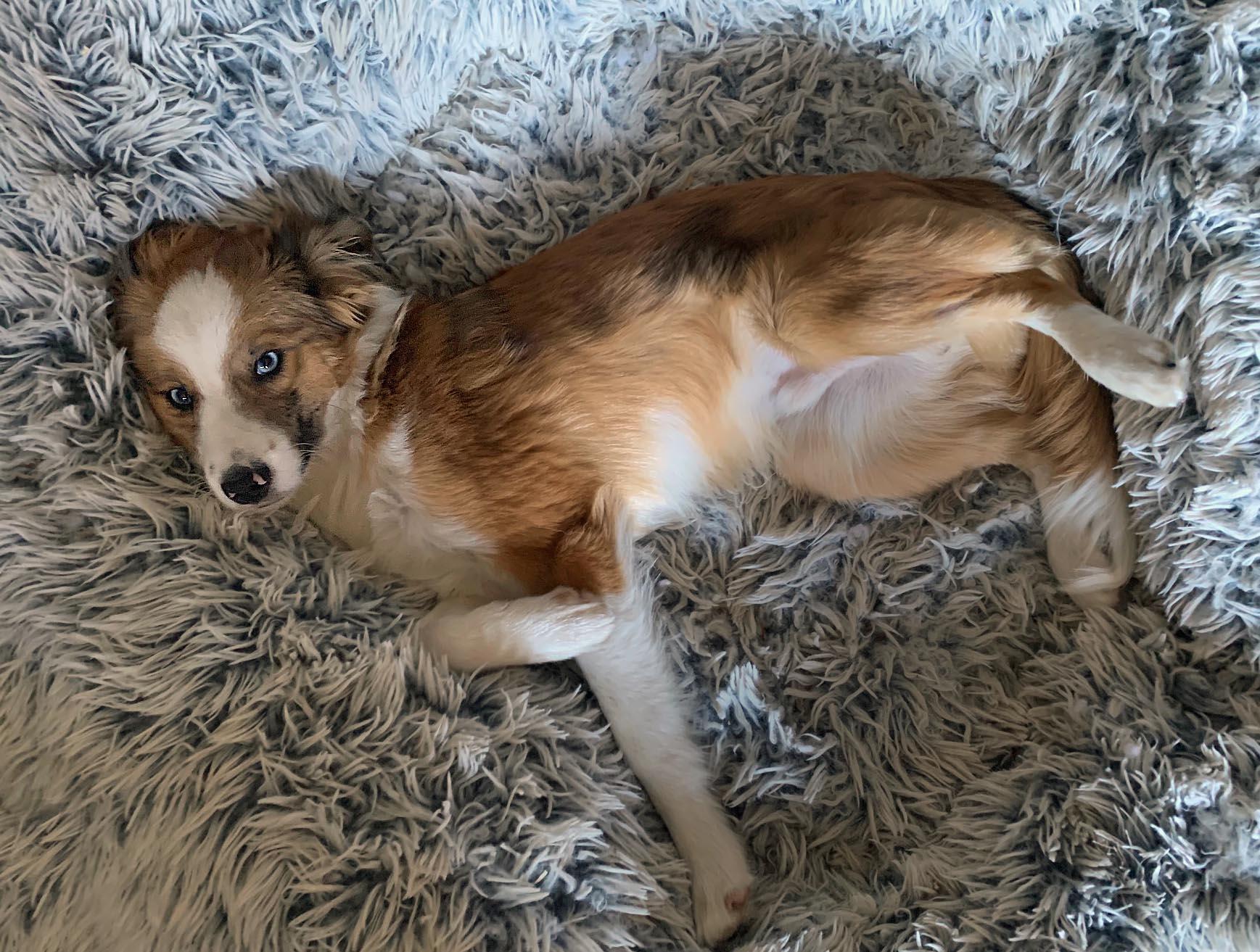LUKA, an adopted mixed breed in Felton, CA image 6/6