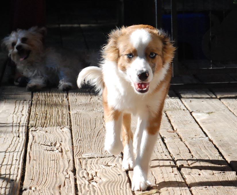 LUKA, an adopted mixed breed in Felton, CA image 3/6