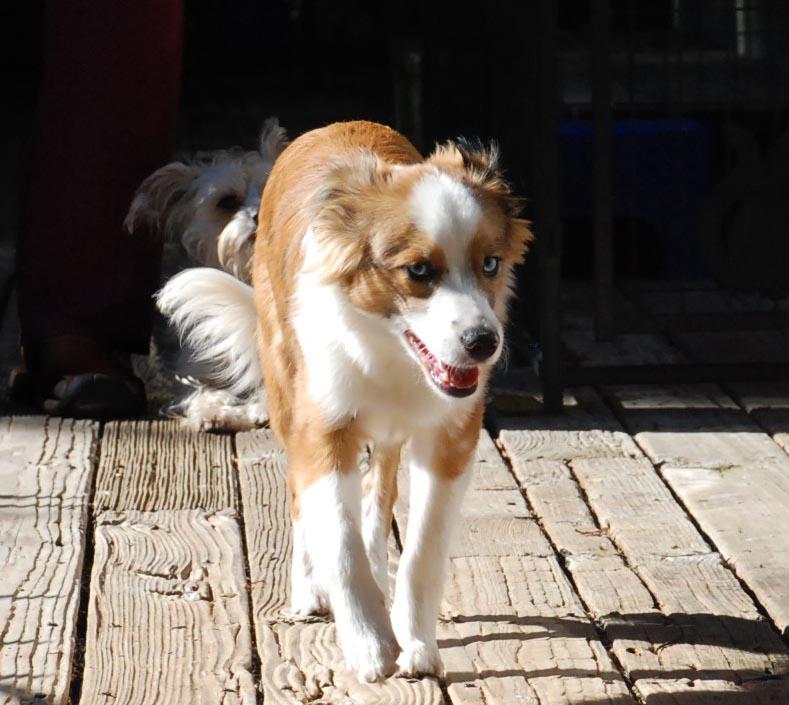LUKA, an adopted mixed breed in Felton, CA image 2/6