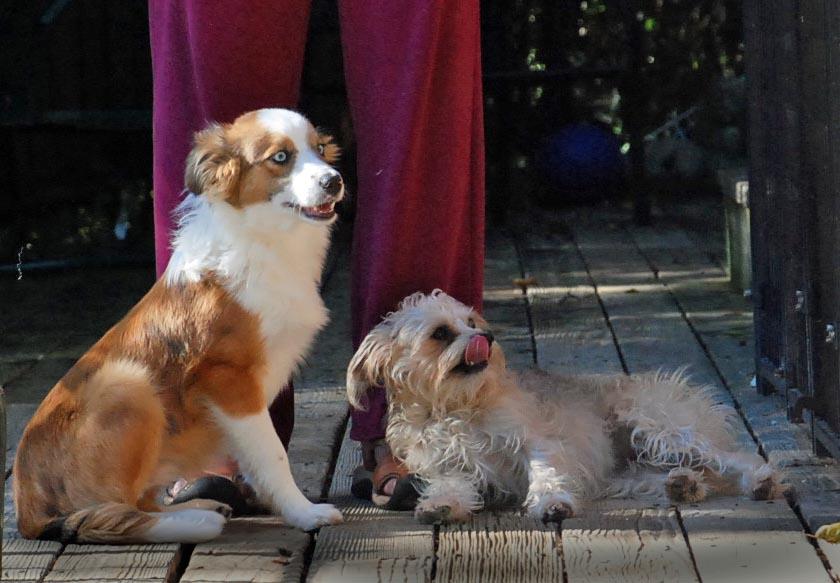 LUKA, an adopted mixed breed in Felton, CA image 4/6
