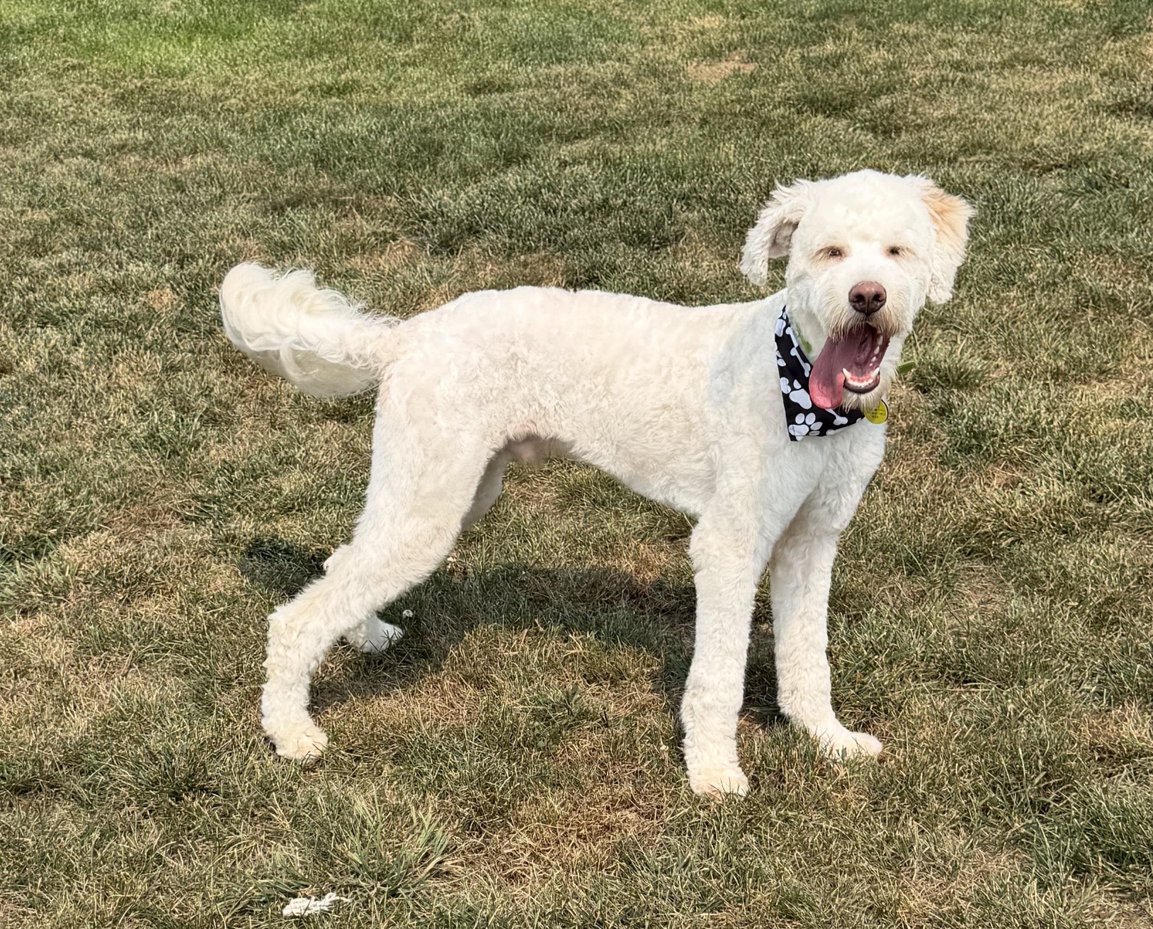 Archie, ADOPTABLE, Young Male Goldendoodle.