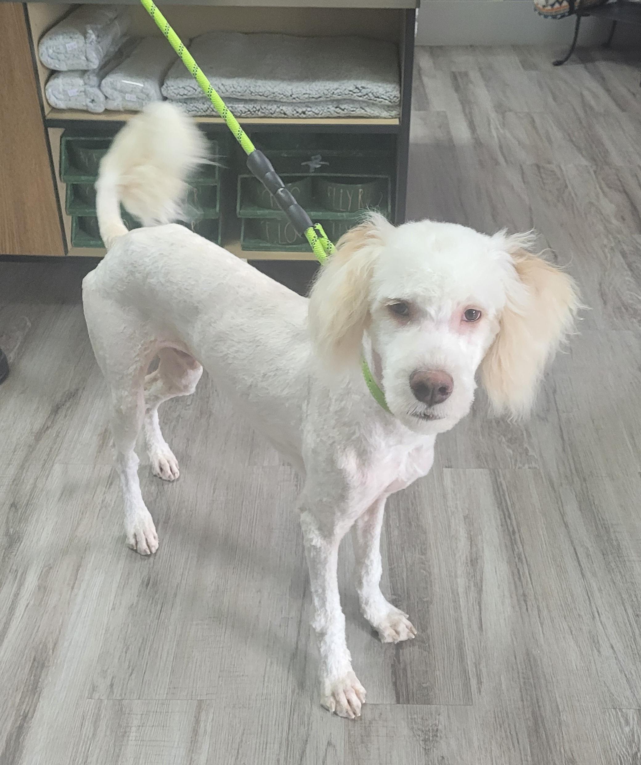 Enlarge Archie, a ADOPTABLE Goldendoodle in Clarksburg, MD image 2/6