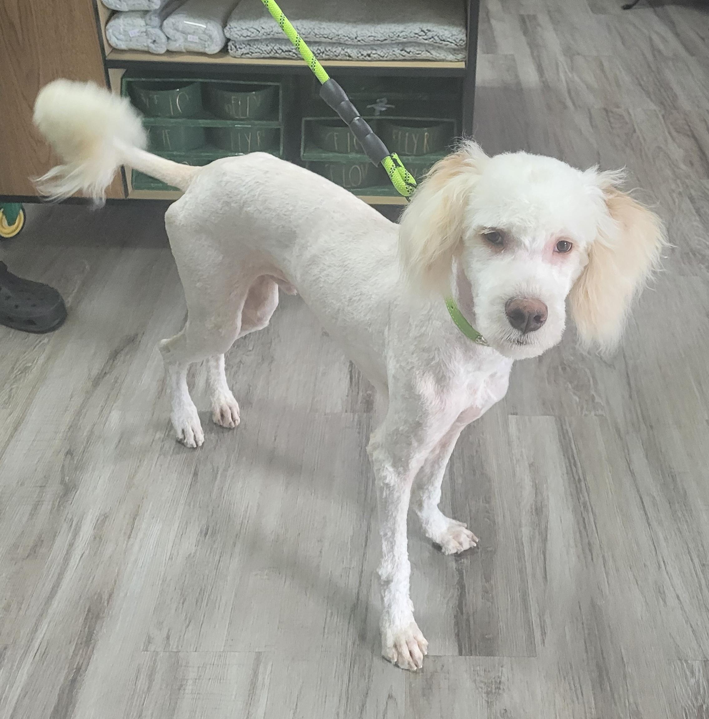 Enlarge Archie, a ADOPTABLE Goldendoodle in Clarksburg, MD image 4/6