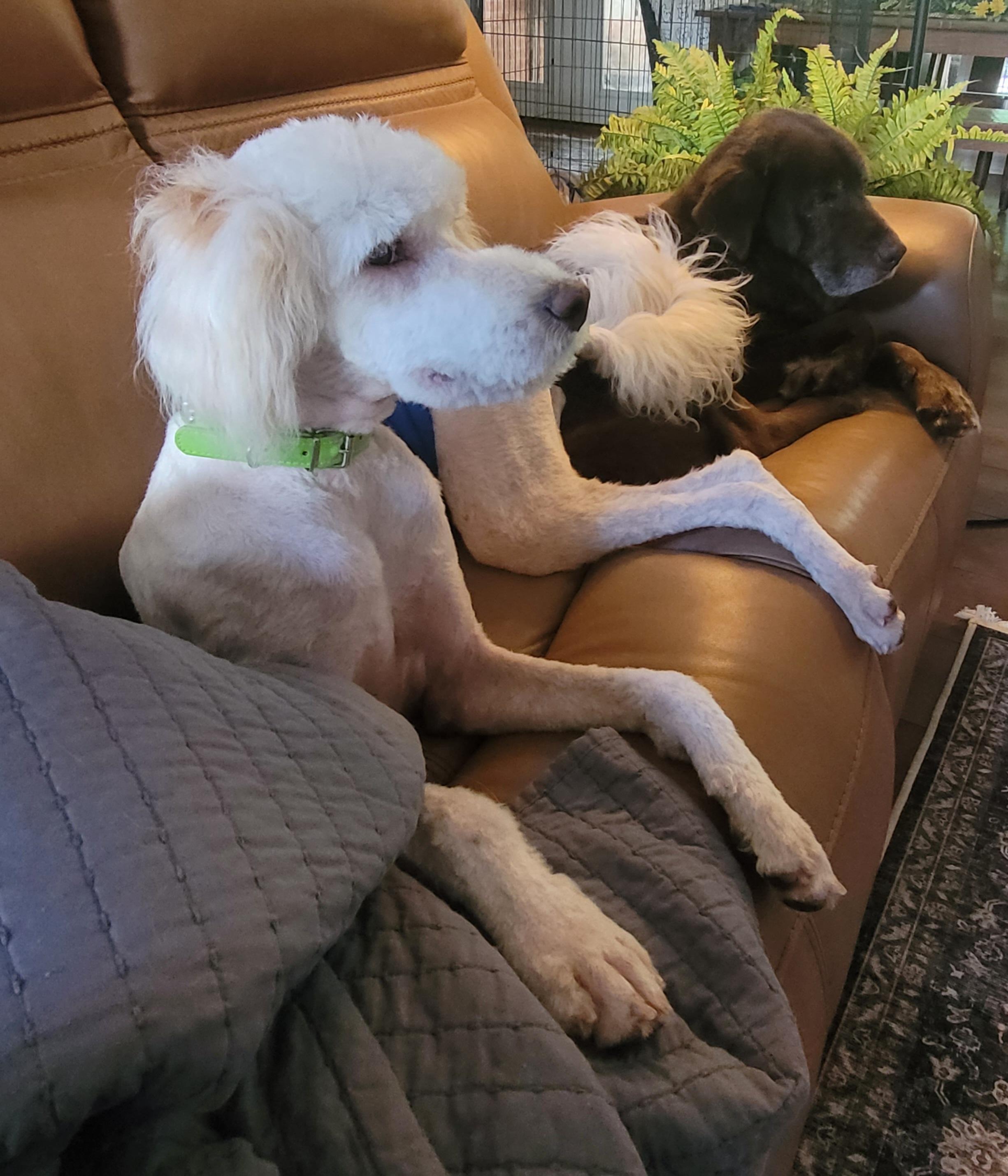Enlarge Archie, a ADOPTABLE Goldendoodle in Clarksburg, MD image 3/6