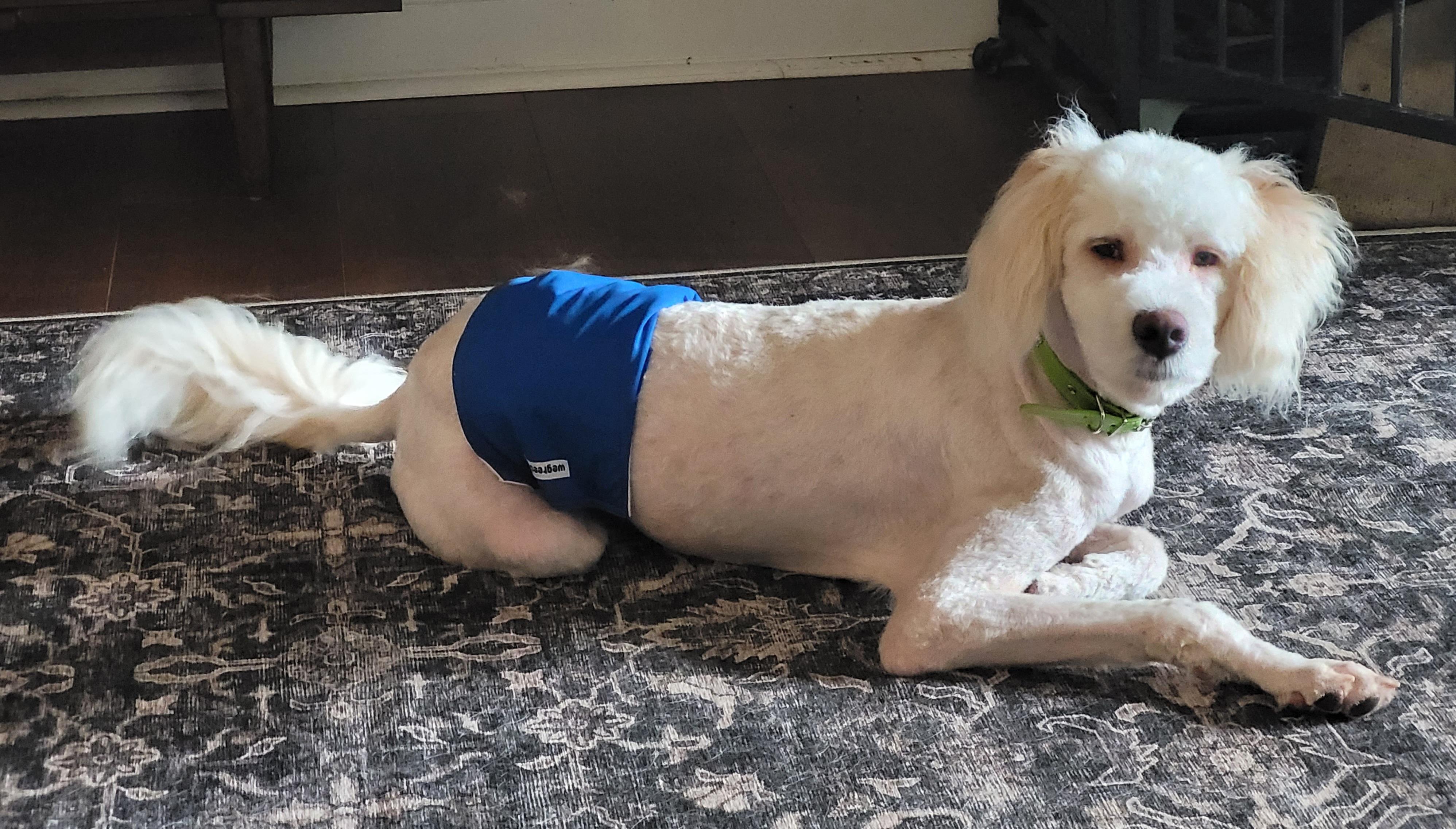 Enlarge Archie, a ADOPTABLE Goldendoodle in Clarksburg, MD image 6/6