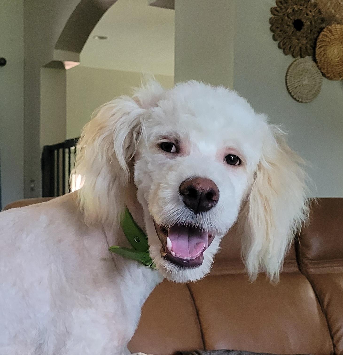 Archie, ADOPTABLE, Young Male Goldendoodle.