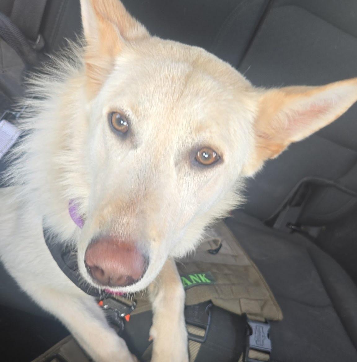 Enlarge Frances, a Adoptable mixed breed in Detroit, MI image 5/5