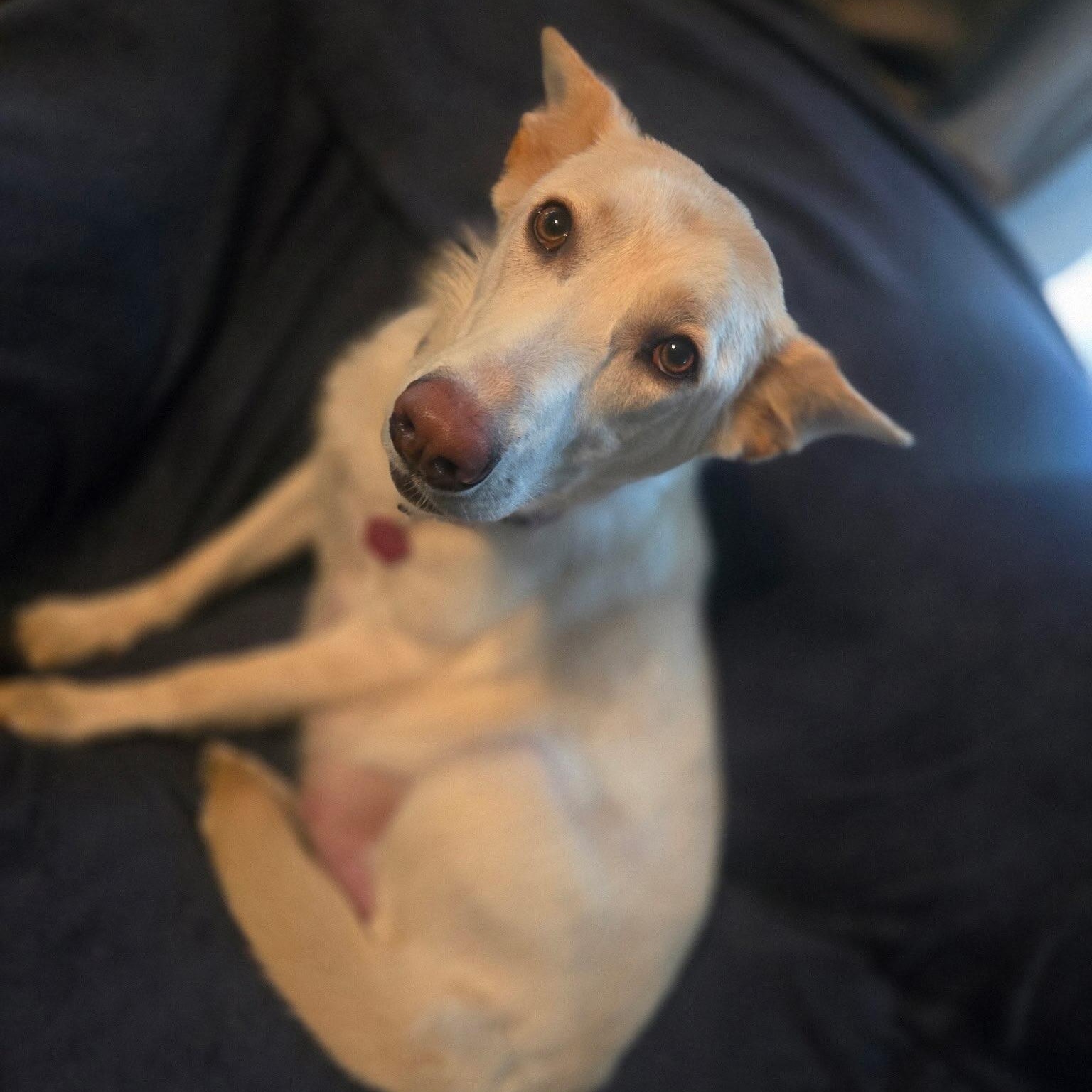 Enlarge Frances, a Adoptable mixed breed in Detroit, MI image 3/5
