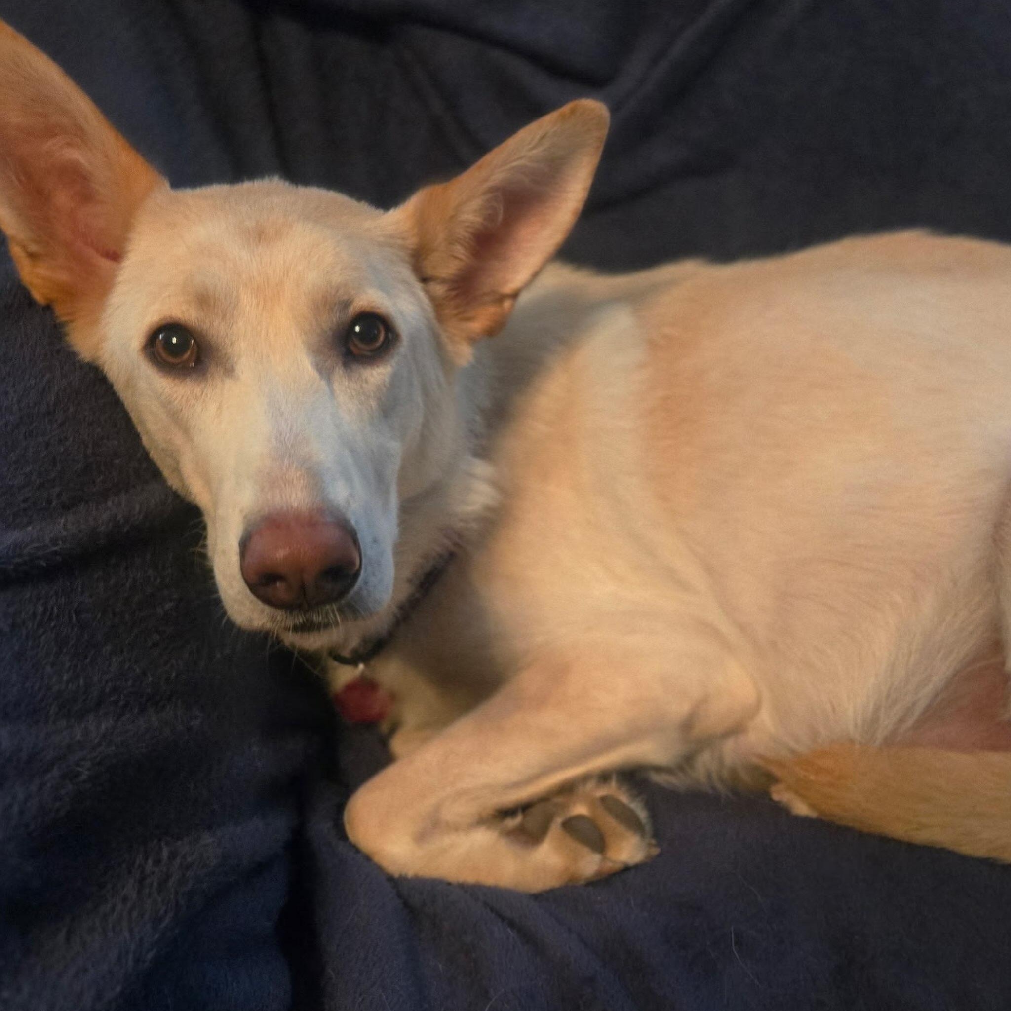 Enlarge Frances, a Adoptable mixed breed in Detroit, MI image 4/5