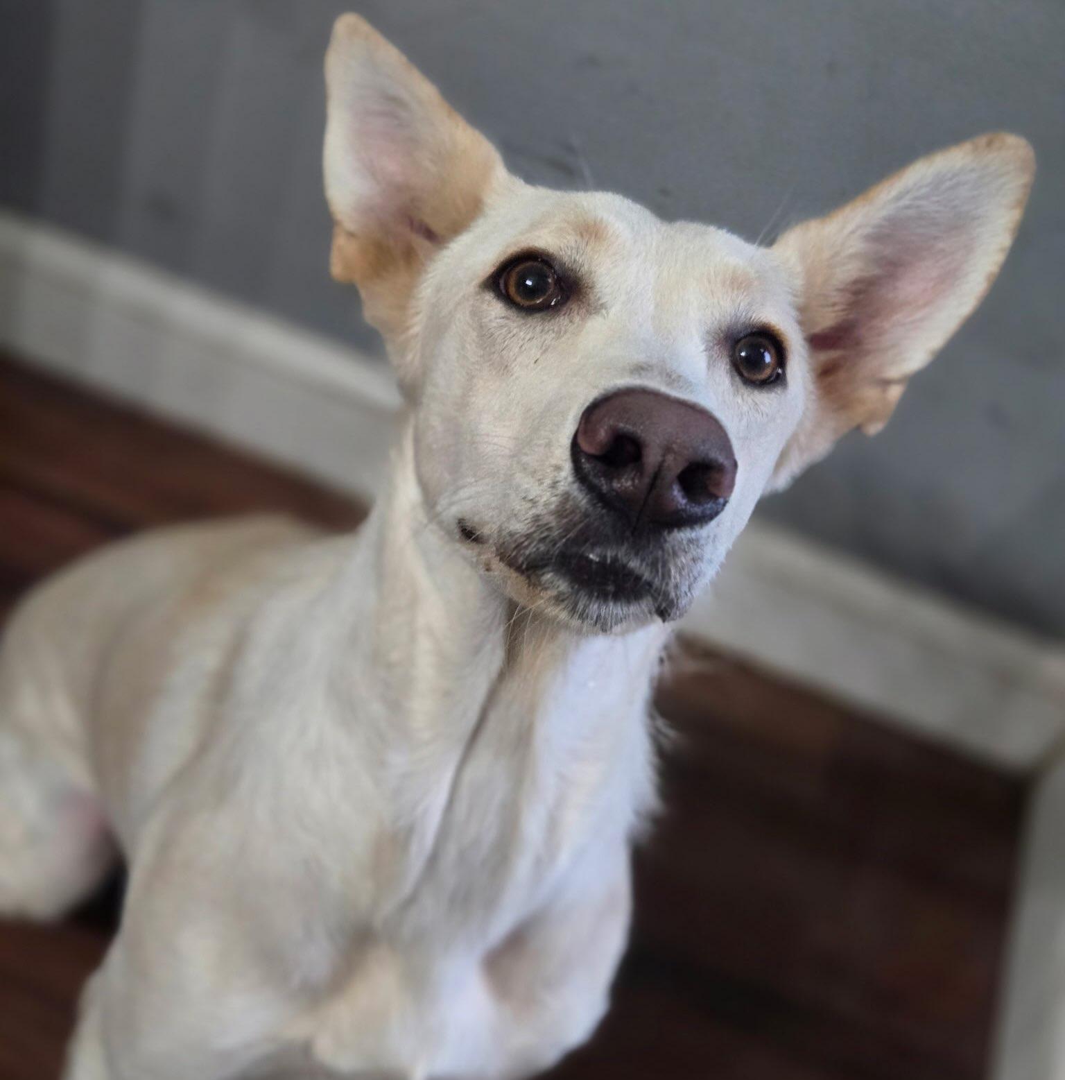 Enlarge Frances, a Adoptable mixed breed in Detroit, MI image 2/5