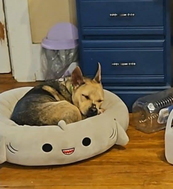 Padame , ADOPTABLE, Young Female Mixed Breed.