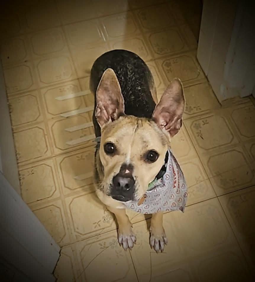 Enlarge Padame , a ADOPTABLE Mixed Breed in East Peoria, IL image 3/5