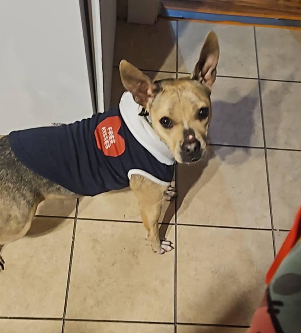 Enlarge Padame , a ADOPTABLE Mixed Breed in East Peoria, IL image 5/5