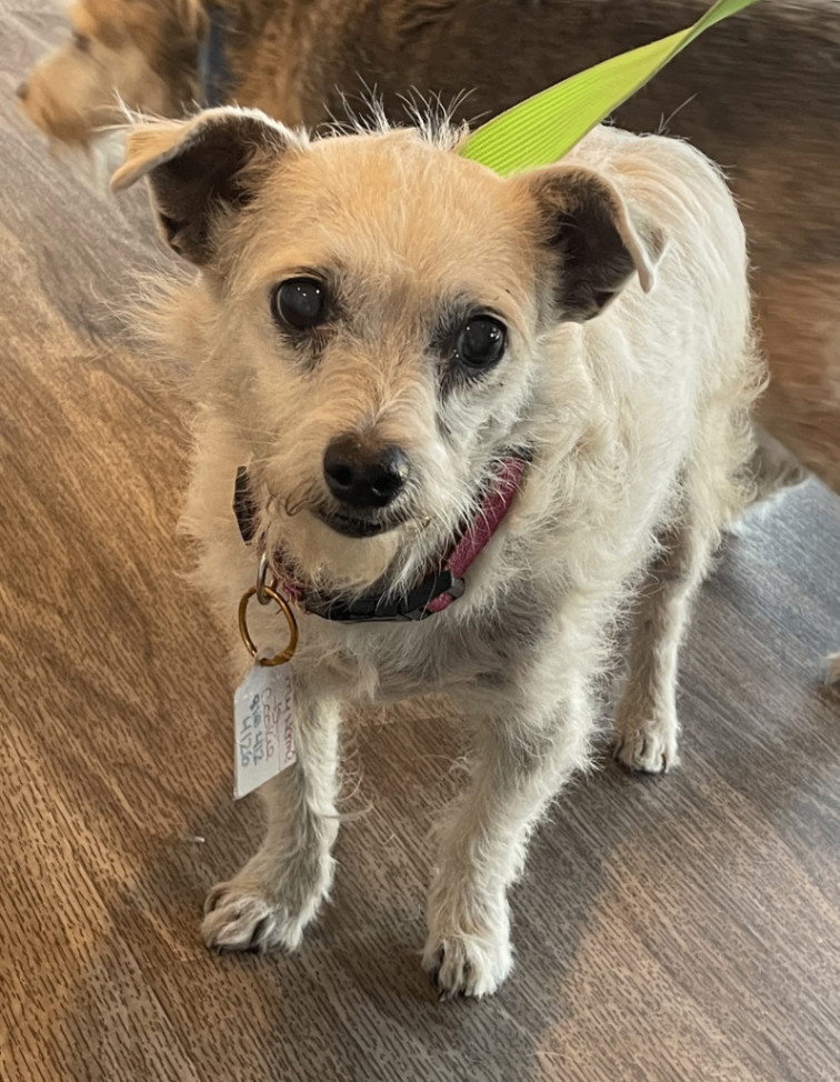 Cookie, an adoptable Wirehaired Terrier Mix in Las Vegas, NV_image-1
