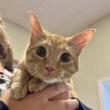 Enlarge Tater, a Adoptable Domestic Short Hair in Dodgeville, WI image 1/1