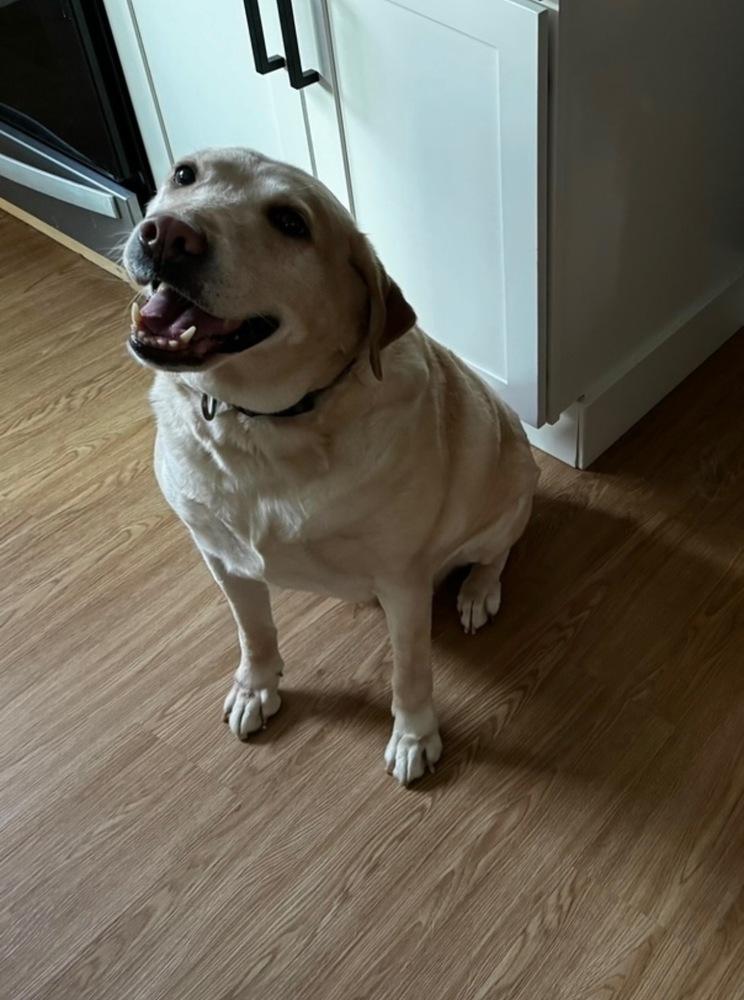 River, Adoptable, Senior Female Labrador Retriever.