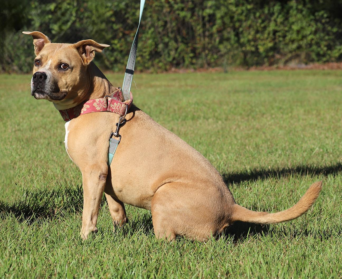 Kota, Adoptable, Senior Female American Bulldog.