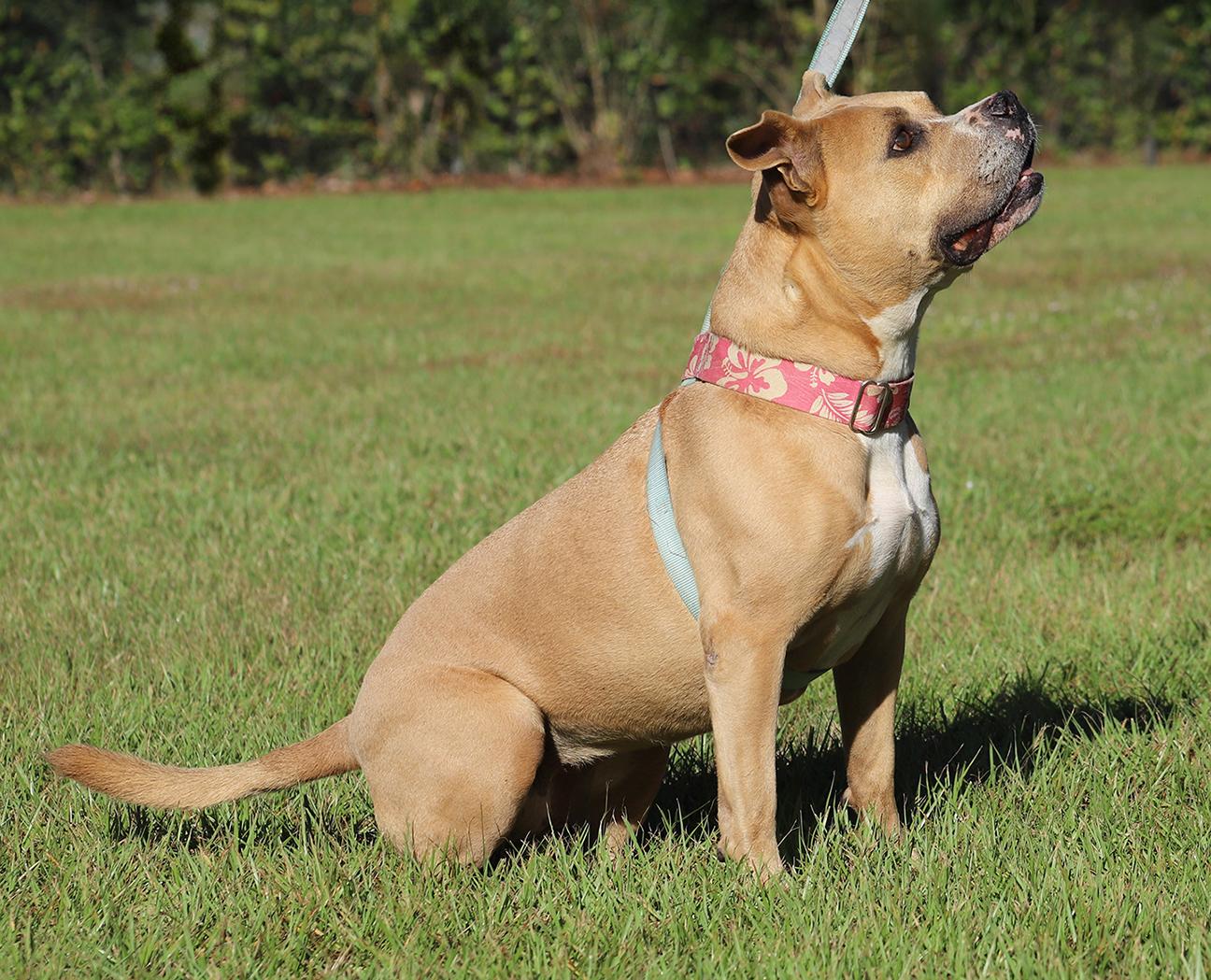 Kota, an adoptable American Bulldog in North Fort Myers, FL, 33917 | Photo Image 5