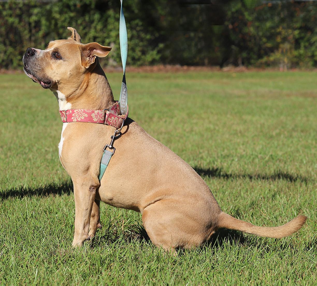Kota, an adoptable American Bulldog in North Fort Myers, FL, 33917 | Photo Image 3