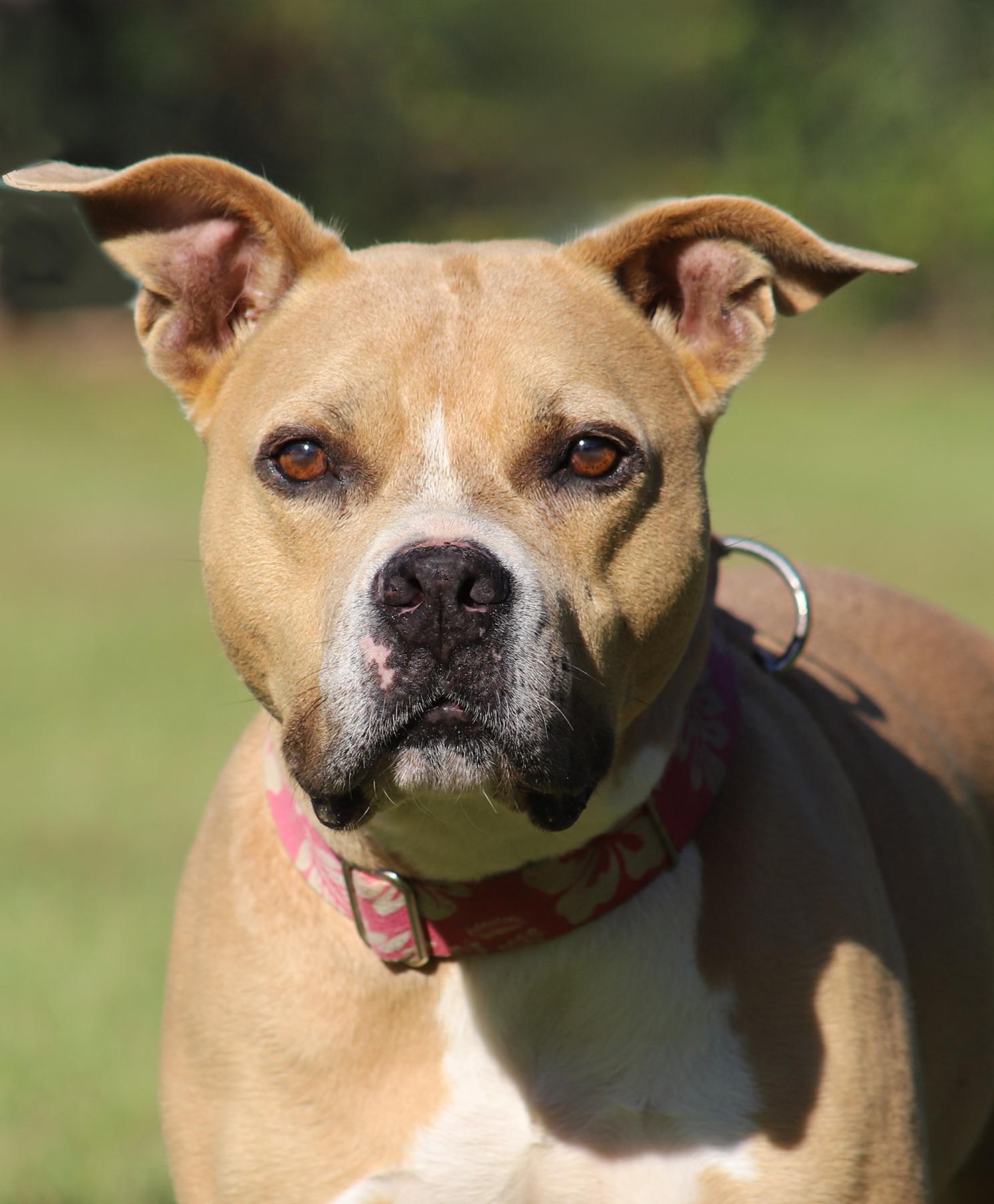 Kota, a Adoptable mixed breed in North Fort Myers, FL image 4/5