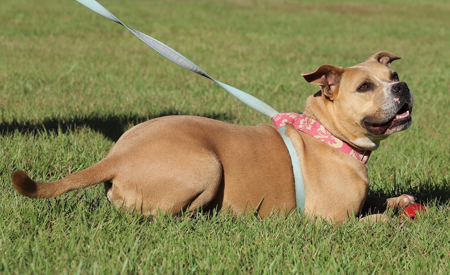 Kota, a Adoptable mixed breed in North Fort Myers, FL image 5/5
