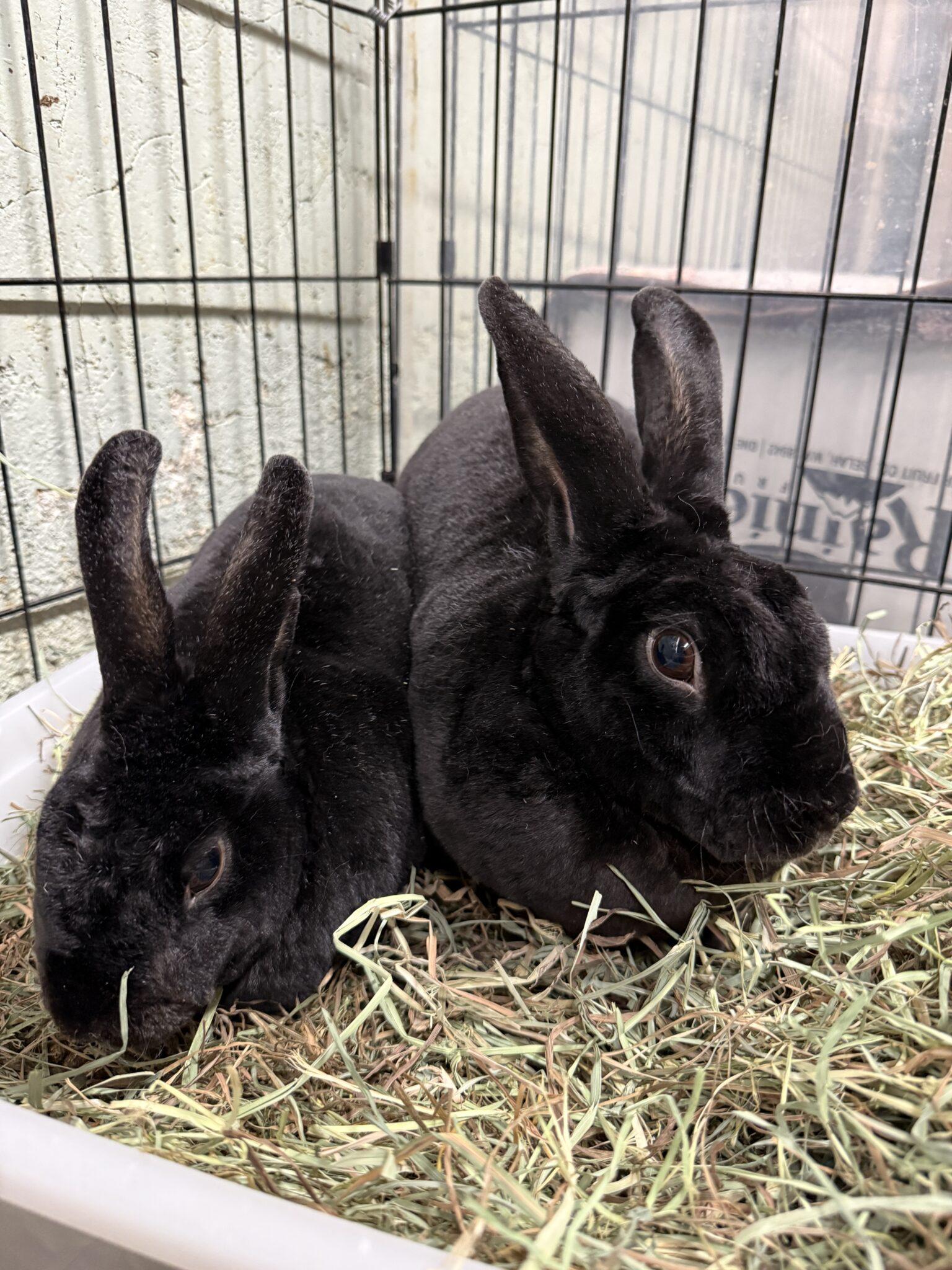 Enlarge Mouse & Ears (PEN 3), a ADOPTABLE Rex in LAS VEGAS, NV image 1/1