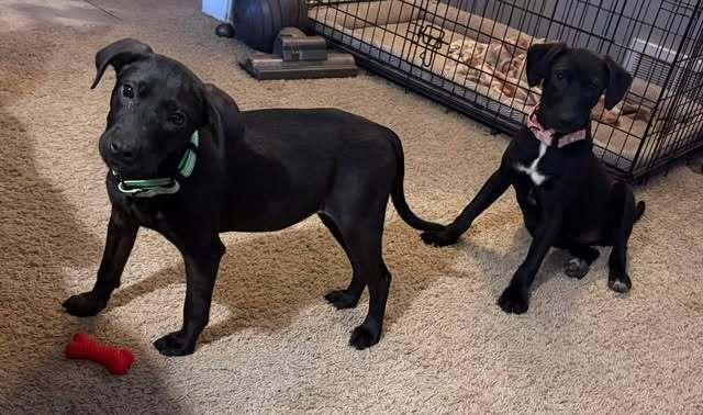 Laverne - adoption pending, Adoptable, Puppy Female Labrador Retriever.