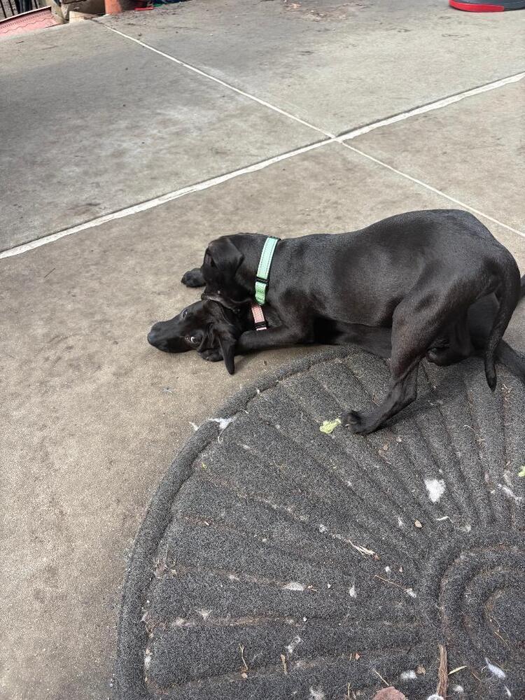 Enlarge Laverne - adoption pending, a Adoptable mixed breed in Shawnee Mission, KS image 2/3