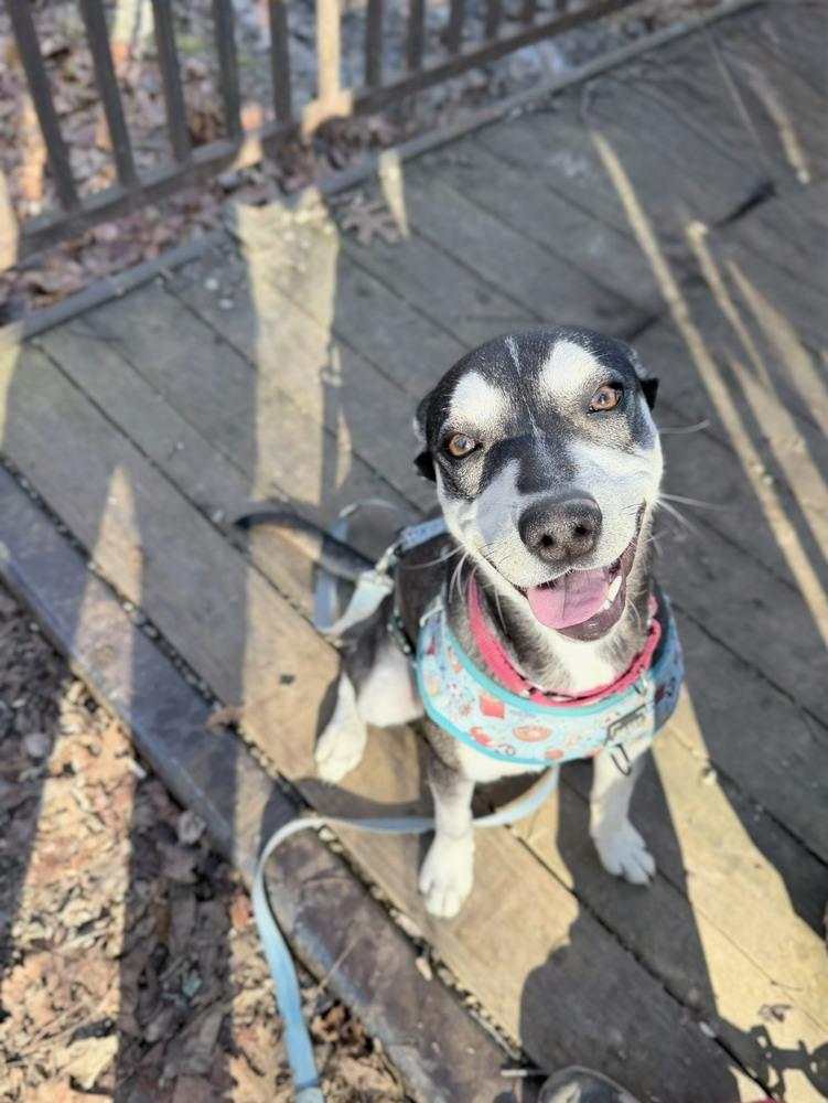 Jolie - She is pure Joy!, Adoptable, Young Female Rat Terrier & Husky.