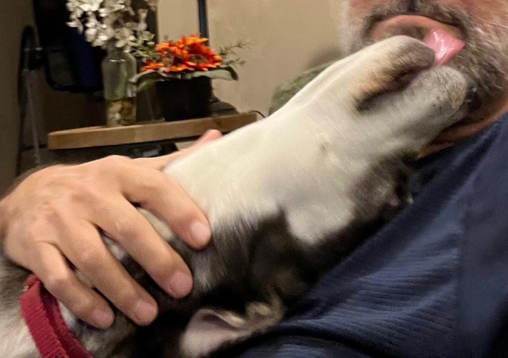 Enlarge Jolie - She is pure Joy!, a Adoptable mixed breed in Green Ridge, MO image 2/6