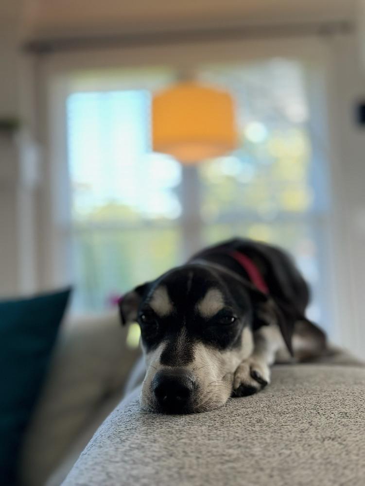 Enlarge Jolie - She is pure Joy!, a Adoptable mixed breed in Green Ridge, MO image 4/6