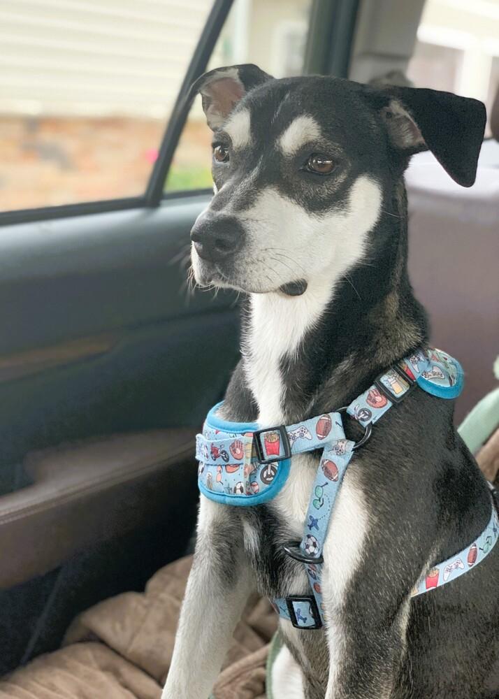 Enlarge Jolie - She is pure Joy!, a Adoptable mixed breed in Green Ridge, MO image 5/6