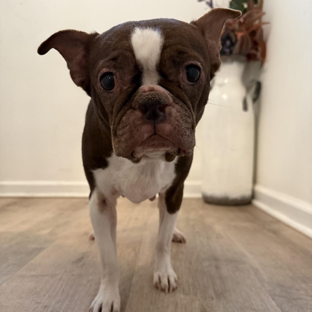 Tootsie, Adoptable, Senior Female Boston Terrier.