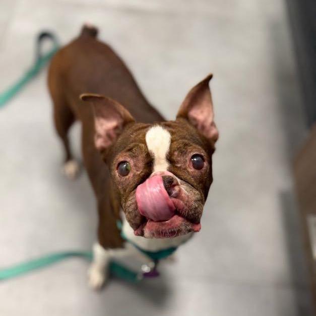 Enlarge Tootsie, a Adoptable Boston Terrier in Medford, NJ image 2/5