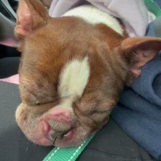 Enlarge Tootsie, a Adoptable Boston Terrier in Medford, NJ image 3/5