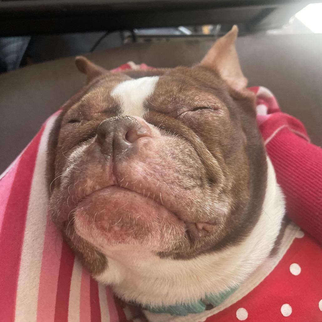 Enlarge Tootsie, a Adoptable Boston Terrier in Medford, NJ image 4/5