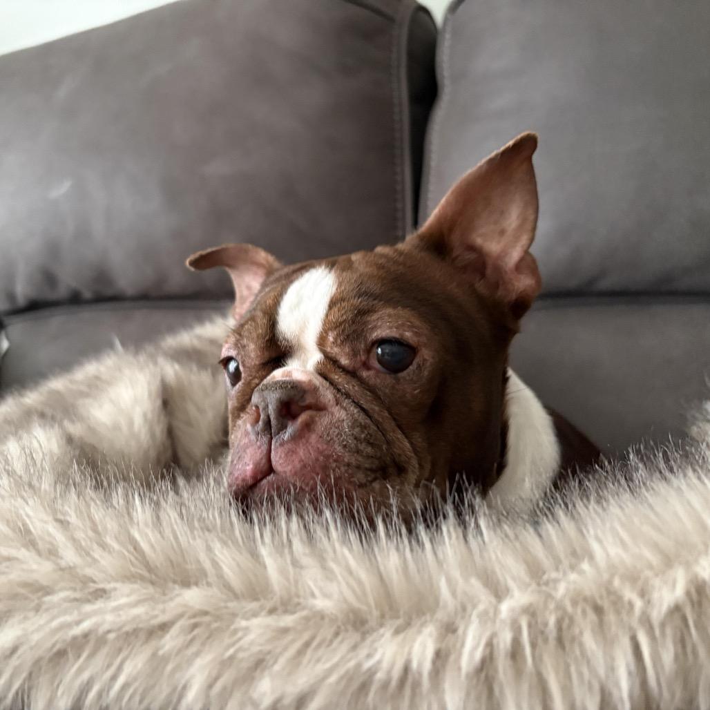 Enlarge Tootsie, a Adoptable Boston Terrier in Medford, NJ image 5/5