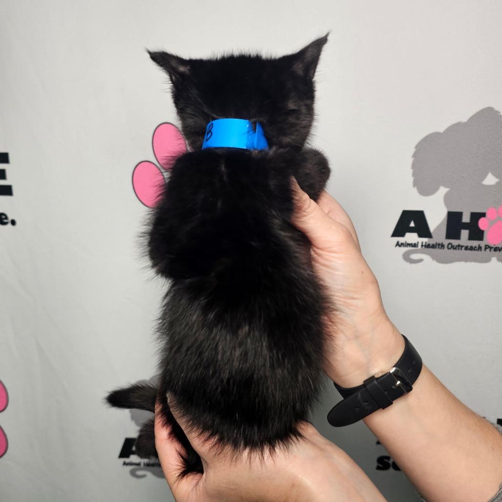 Elf, Adoptable, Kitten Male American Shorthair.