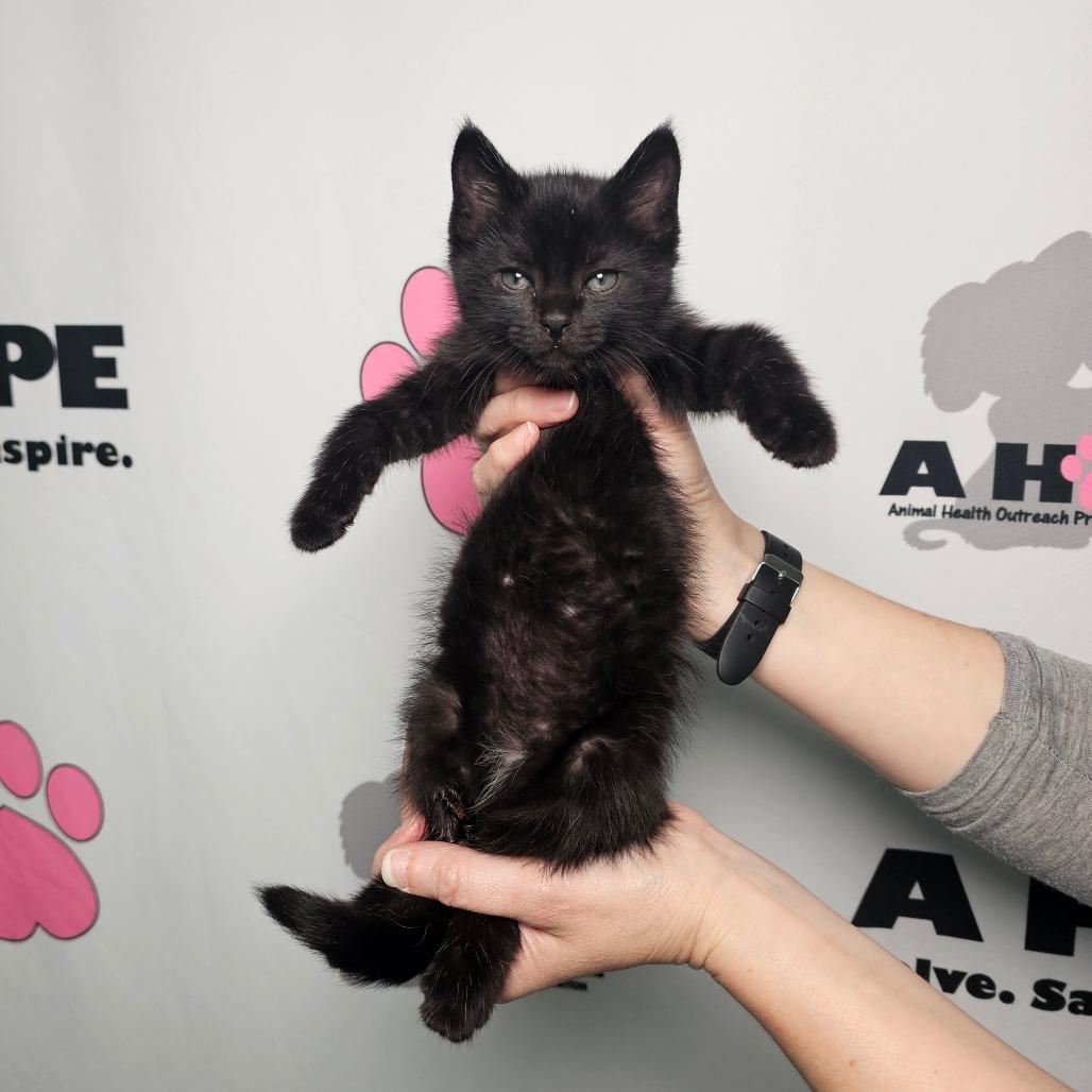 Enlarge Elf, a Adoptable mixed breed in Milton, FL image 2/2