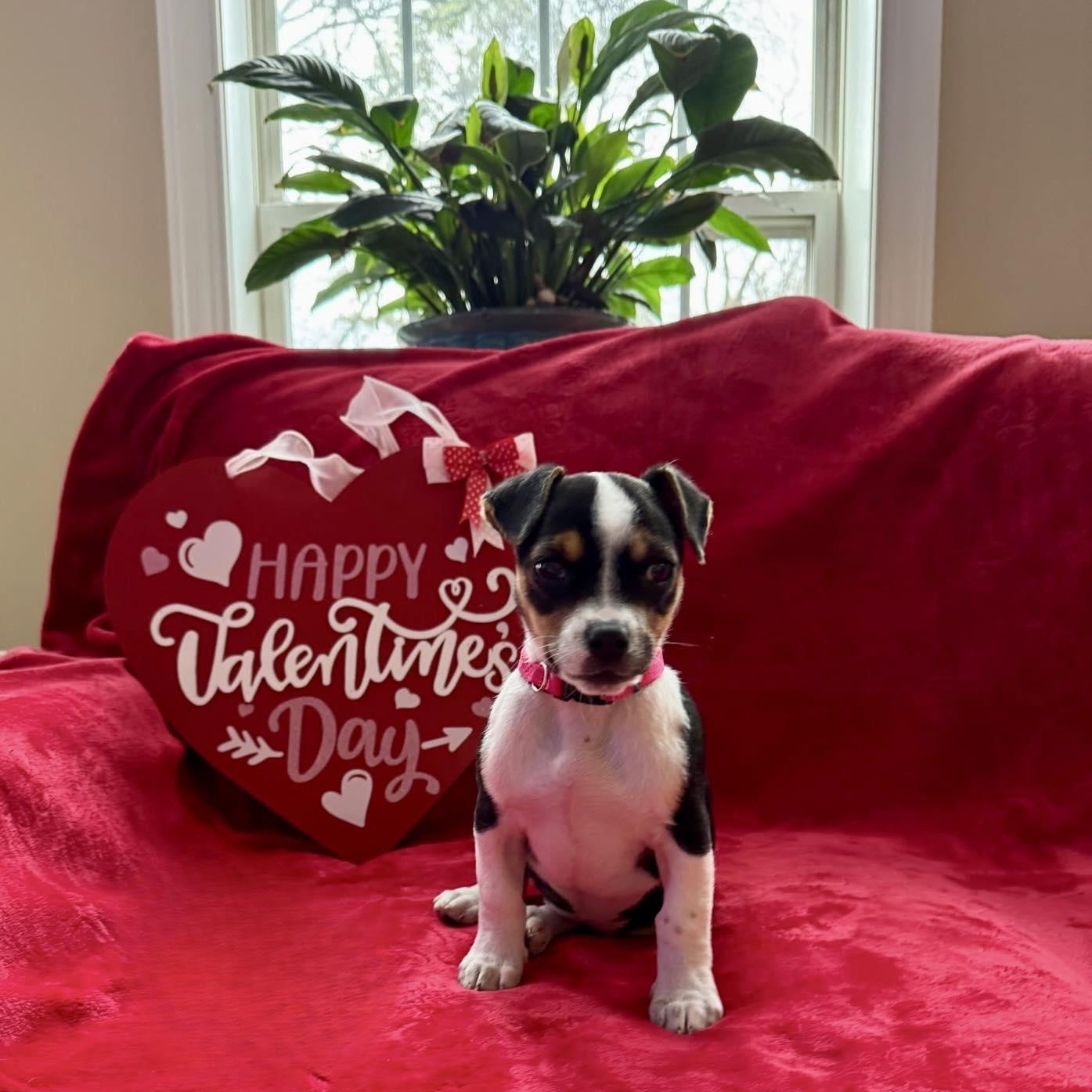 Enlarge Darla, a ADOPTABLE mixed breed in Waxhaw, NC image 1/1