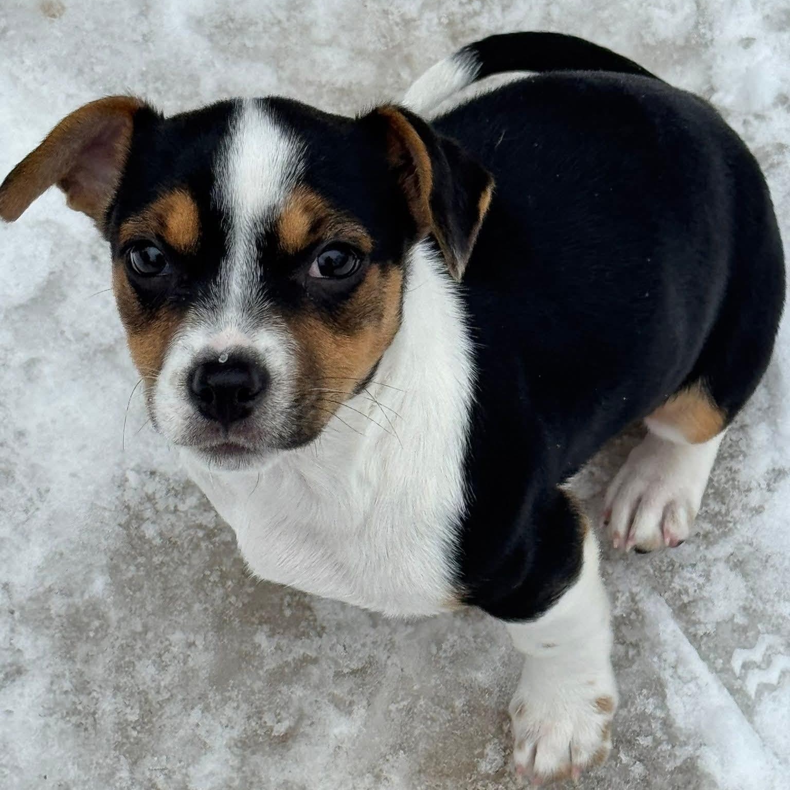 Enlarge Darla, an adopted mixed breed in Waxhaw, NC image 1/2