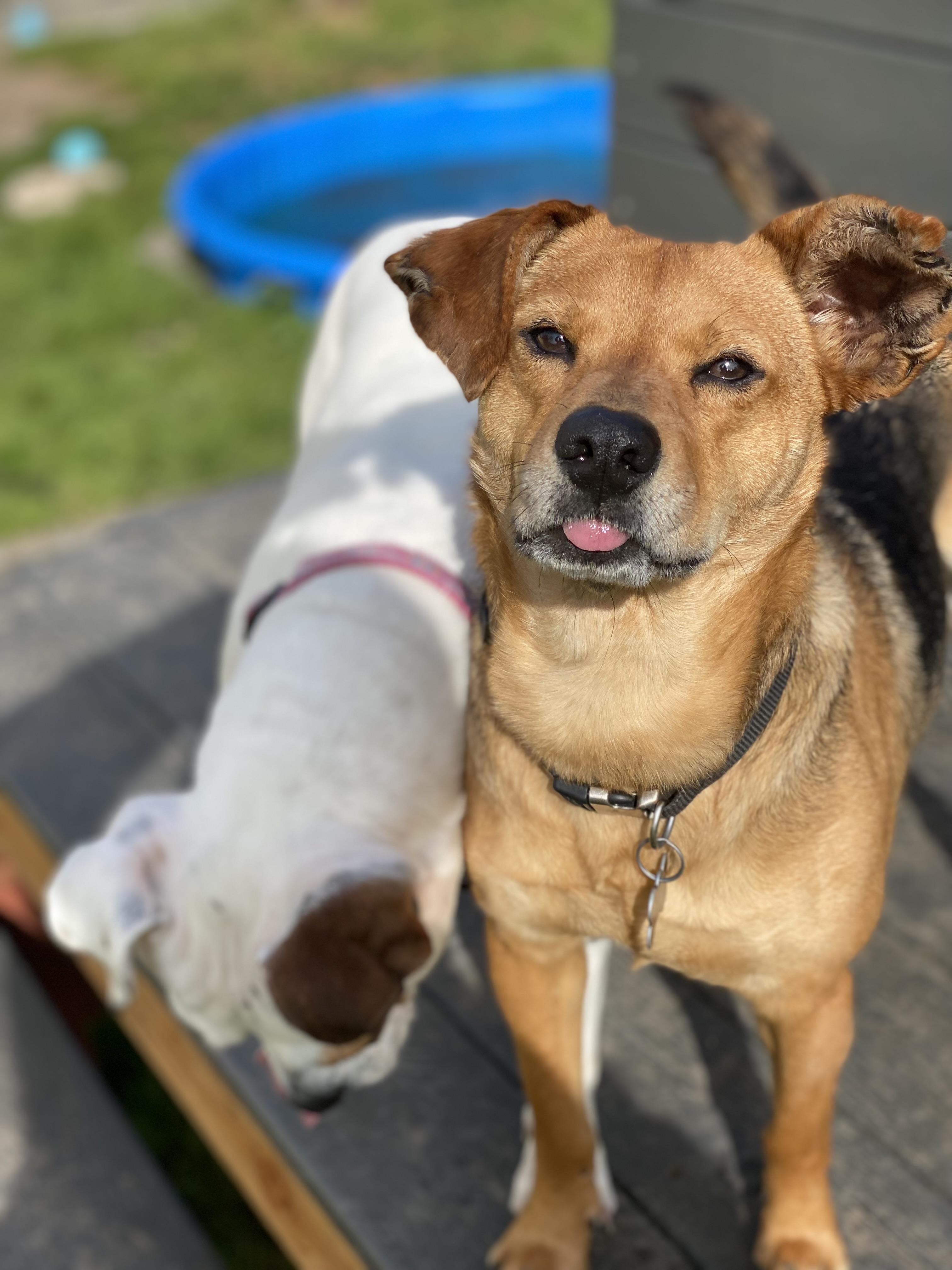 Billy, an adoptable mixed breed in Santa Rosa, CA image 1/6