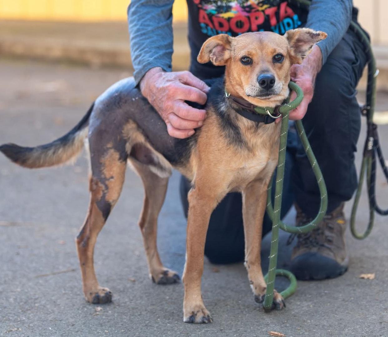 Ivan, a Adoptable mixed breed in Santa Rosa, CA image 1/5