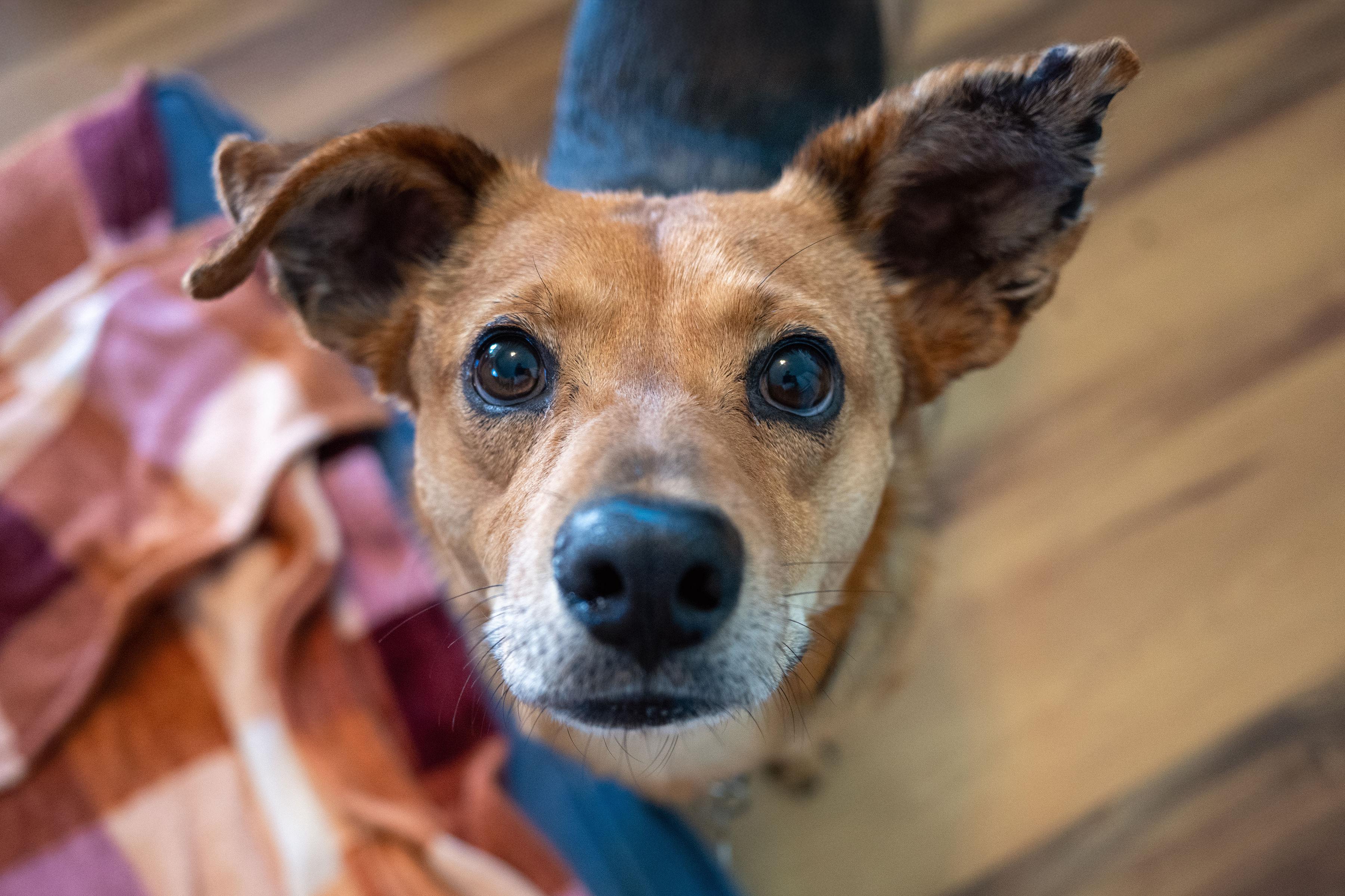 Enlarge Billy, an adoptable mixed breed in Santa Rosa, CA image 6/6