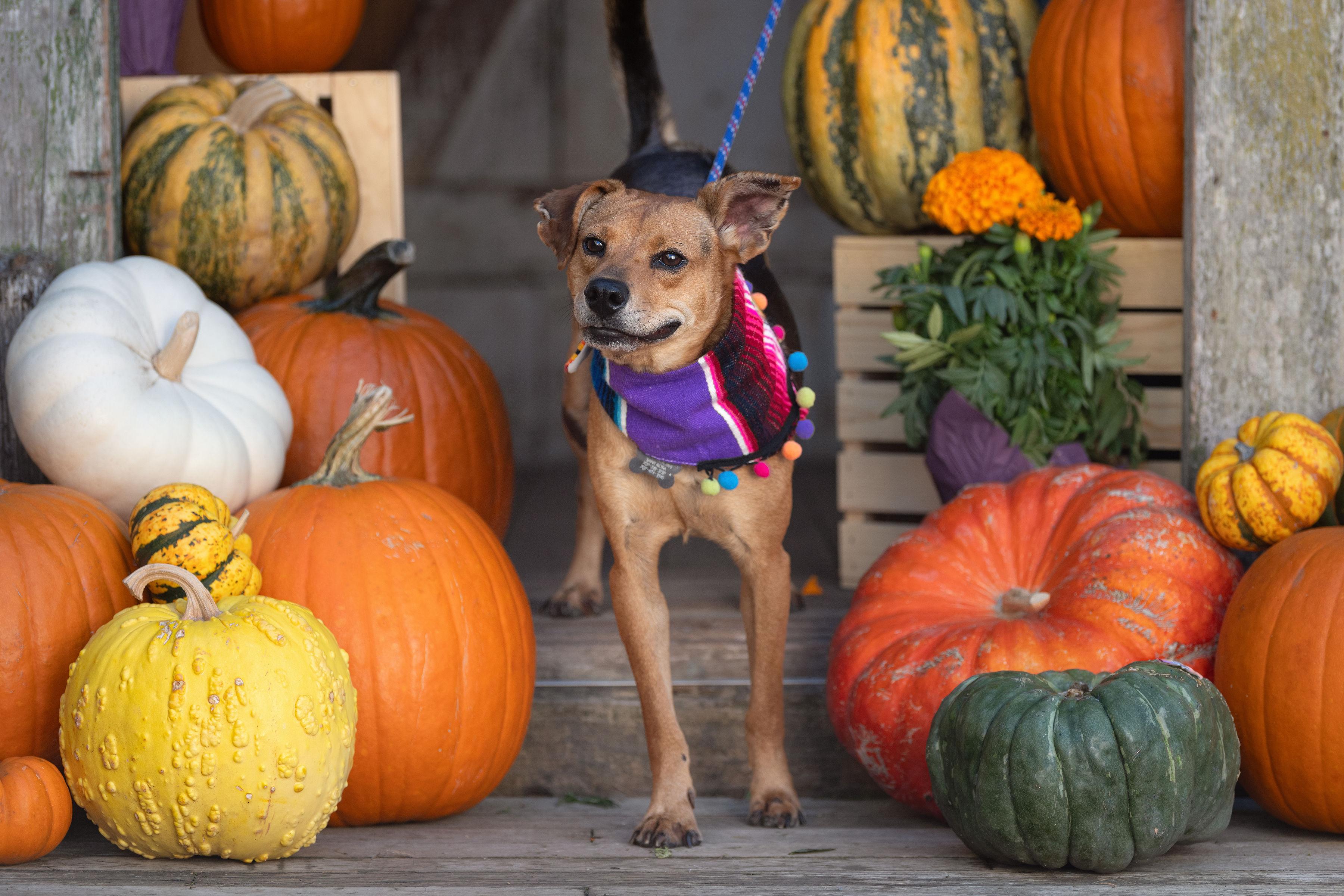 Ivan, a Adoptable mixed breed in Santa Rosa, CA image 2/5