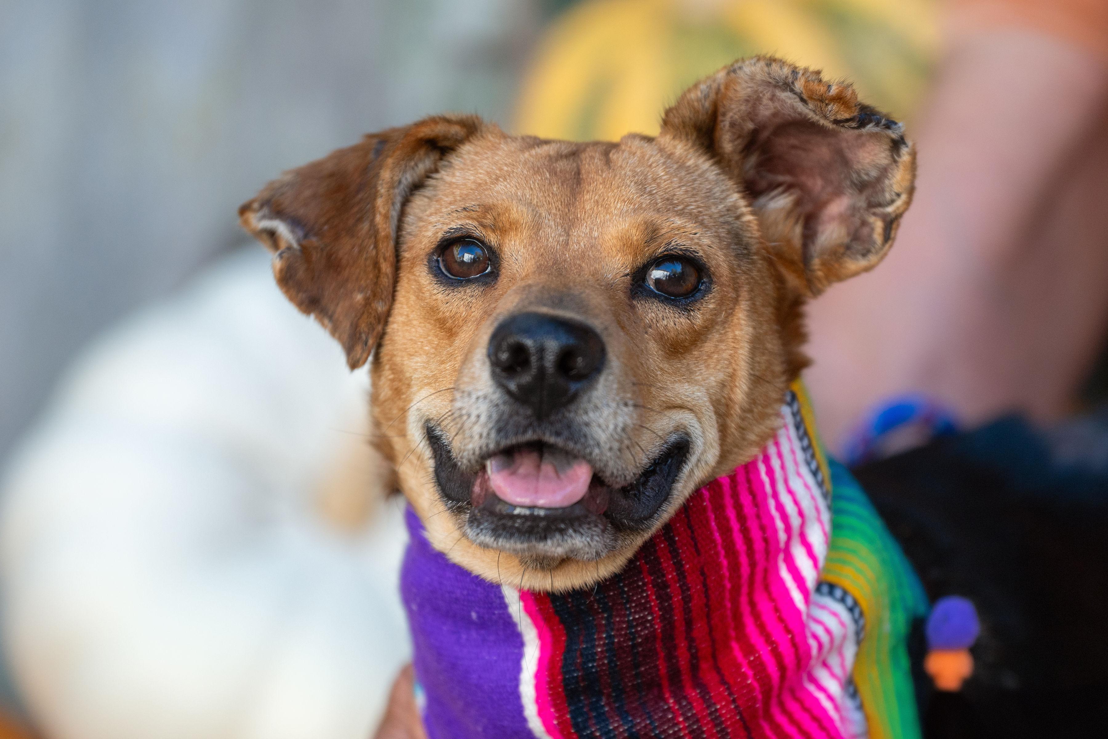 Ivan, a Adoptable mixed breed in Santa Rosa, CA image 4/5