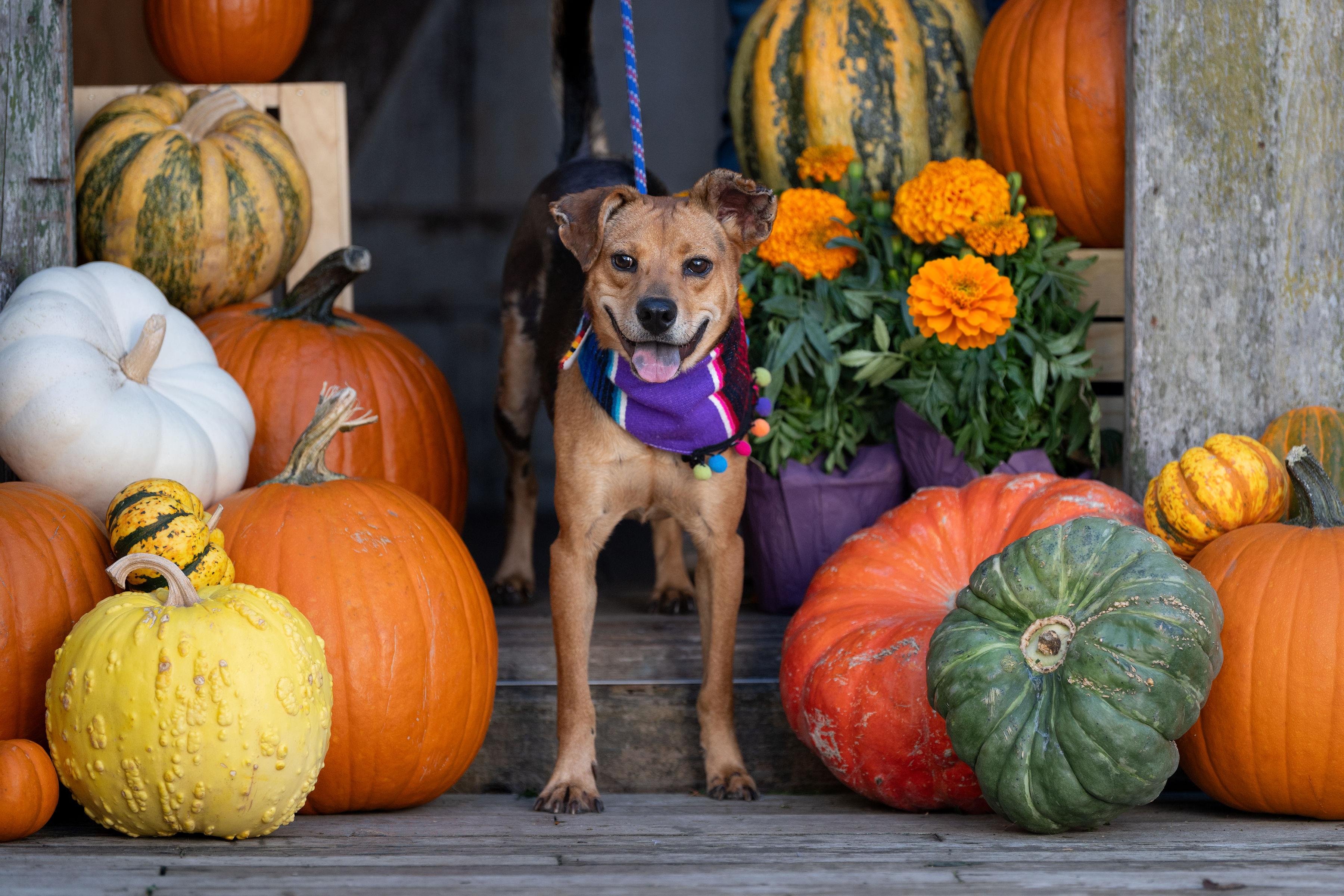 Ivan, a Adoptable mixed breed in Santa Rosa, CA image 5/5