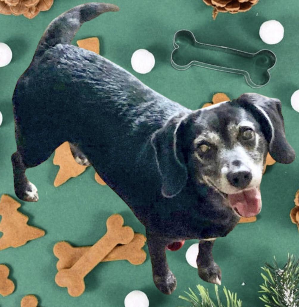 Dakota-Courtesy Listing, an adopted Mixed Breed in Westfield, NY image 1/5